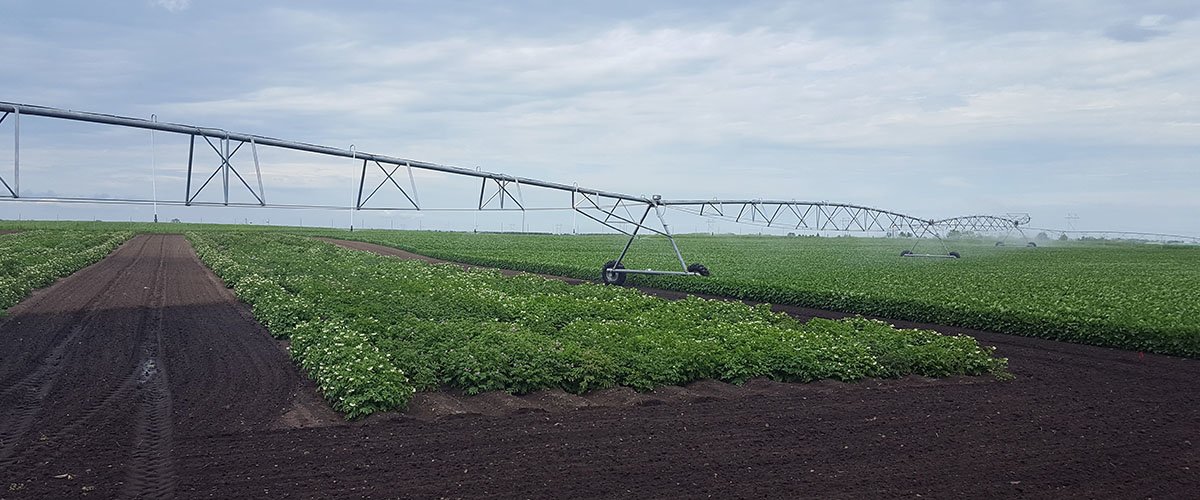 SPRF field with irrigation equipment